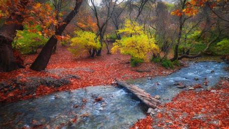 Tranquil Autumn River Scene in Vibrant Colors wallpaper