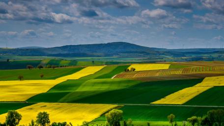 Vibrant Agricultural Fields Under a Blue Sky wallpaper