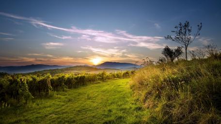 Serene Sunset Over the Vineyard Landscape wallpaper
