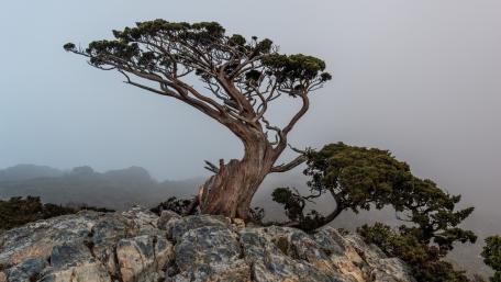 Majestic Tree in a Misty Landscape wallpaper