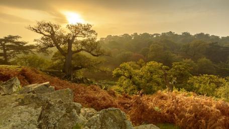 Serene Forest at Sunrise in Golden Hues wallpaper