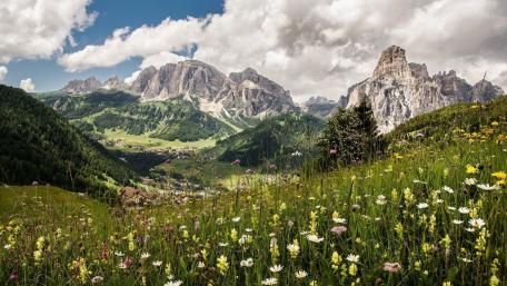 Stunning Alpine Meadow with Wildflowers and Majestic Peaks wallpaper
