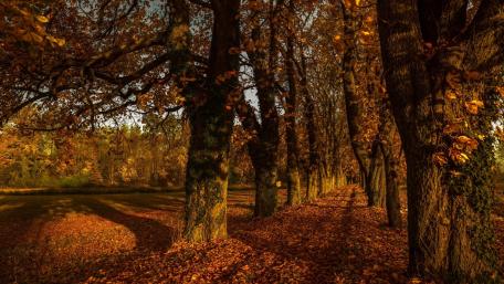 Golden Autumn Alley Embracing Nature's Beauty wallpaper