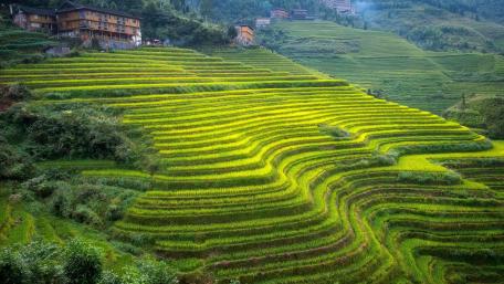 Lush Green Rice Terraces in Tranquil Landscape wallpaper