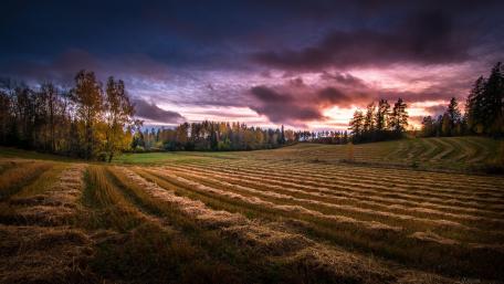 Serene Dusk Over Fields with Purple Clouds wallpaper