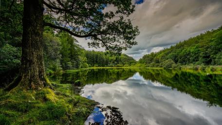 Serene Lakeside Reflection Amidst Lush Greenery wallpaper