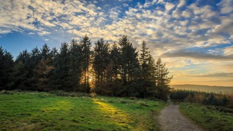 Tranquil Forest Path Under Sunlit Skies wallpaper