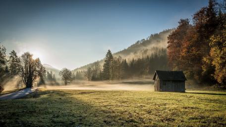 Serene Morning in the Meadow wallpaper