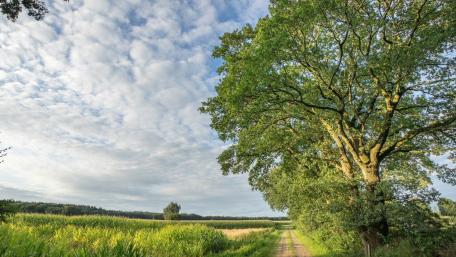 Lush Spring Fields Beneath a Vast Sky wallpaper