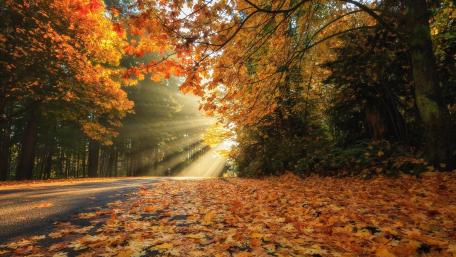 Golden Autumn Splendor wallpaper