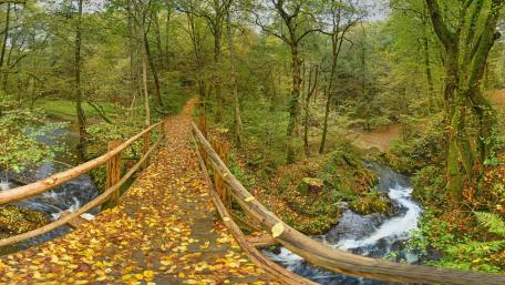 Serene Wooden Bridge in Lush Forest Landscape wallpaper