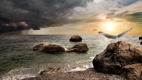 Stormy Seagull Against Lightning Skies wallpaper