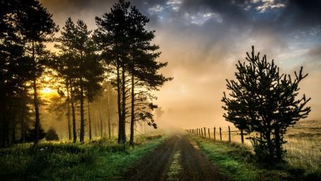 Serene Morning in a Misty Forest Road wallpaper