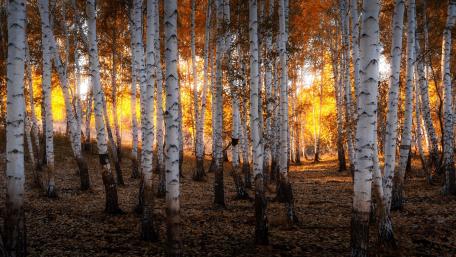 Golden Birch Forest in Autumn Glow wallpaper