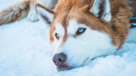 Cute Siberian Husky wallpaper