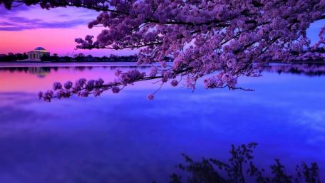 Spring Dusk Serenity by the Lake wallpaper