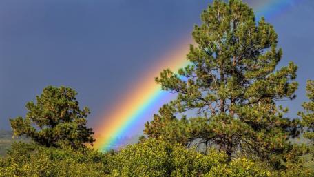 Vibrant Rainbow Over Serene Fir Trees wallpaper