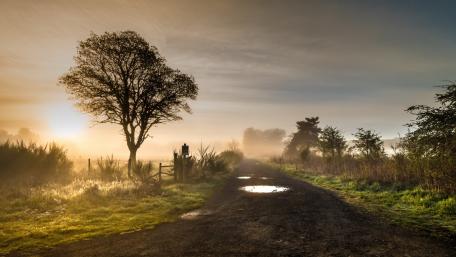 Serene Misty Morning by the Roadside wallpaper
