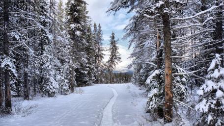 Tranquil Winter Pathway in Nature wallpaper