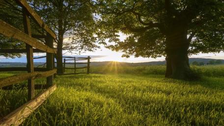 Serene Sunrise Over a Green Field wallpaper