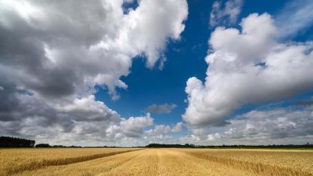 Endless Fields Under Blue Skies wallpaper