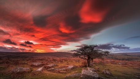 Majestic Lone Tree at Sunset Flames wallpaper