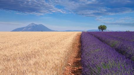 Lavender field in Provence wallpaper
