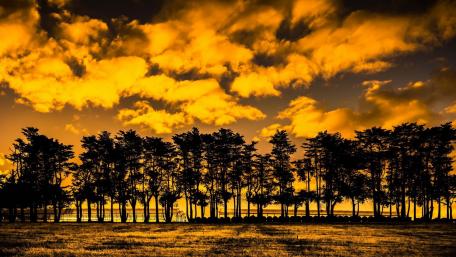 Elegant Silhouette of Trees at Sunset wallpaper