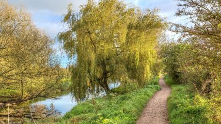 Serene Spring Path by the River wallpaper