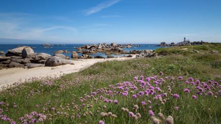 Serene Coastal Bliss with Wildflowers and Lighthouse wallpaper