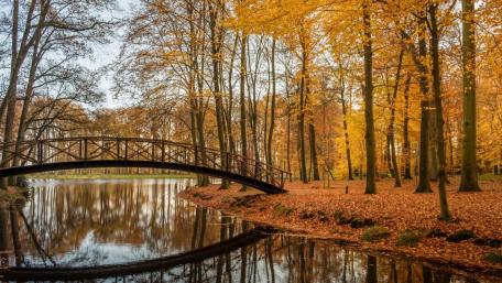 Autumn Serenity by the Bridge wallpaper