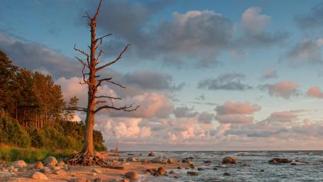 Solitude by the Shoreline wallpaper