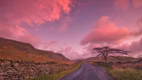 Lonely tree along the road wallpaper