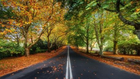 Early autumn road wallpaper