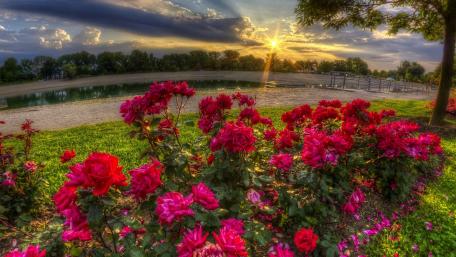 Vibrant Roses Bathed in Golden Sunlight wallpaper