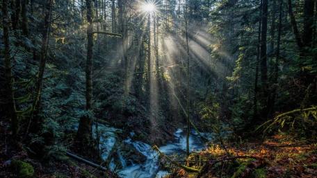Enchanting Forest with Sunlight Rays wallpaper