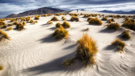 Golden Grasses Contrast Against Serene Desert Dunes wallpaper