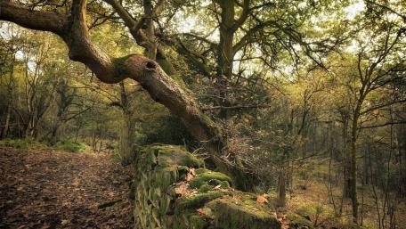 Serene Forest Pathway Amidst Ancient Trees wallpaper