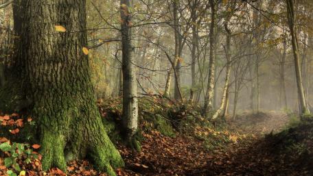 Autumn's Tranquil Pathway wallpaper