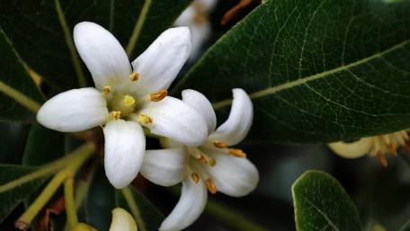 Delicate White Flowers in Nature’s Embrace wallpaper