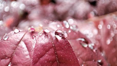 Delicate Drops on Vibrant Leaves wallpaper
