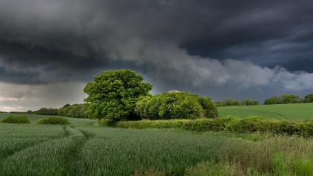 Majestic Wheatfield Under Brooding Clouds wallpaper