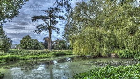 Serene Pond Reflections Amidst Lush Greenery wallpaper