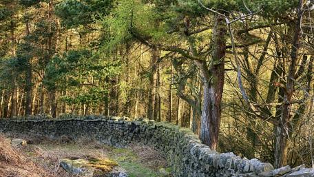 Serene Forest Path with Stone Wall wallpaper