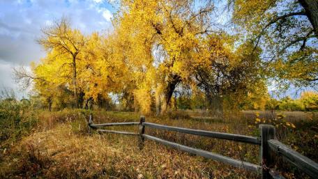 Golden Autumn Serenity in Nature wallpaper