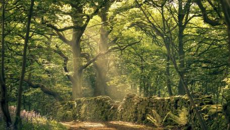 Serene Forest Path with Sunlit Stone Wall wallpaper