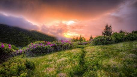 Vibrant Hillside at Sunset wallpaper