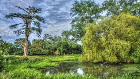 Serene Spring Reflections in a Riparian Zone wallpaper