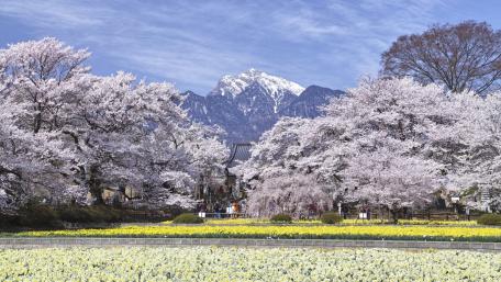 Springtime Splendor in the Mountains of Bloom wallpaper