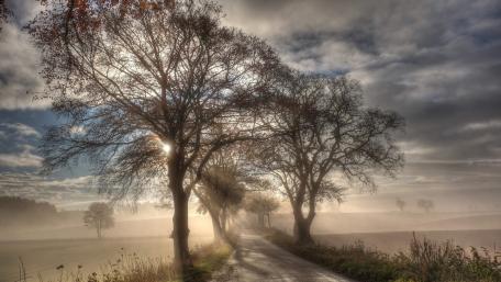 Misty Morning Along a Tree-Lined Pathway wallpaper